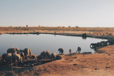 一群大象从湖里喝水
